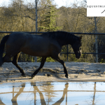 Equestria Dressage Club, escuela de equitación