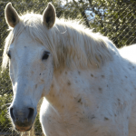 Equestria Dressage Club, escuela de equitación