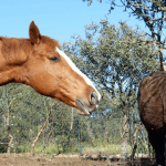 Equestria Dressage Club, escuela de equitación