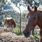 Equestria Dressage Club, escuela de equitación